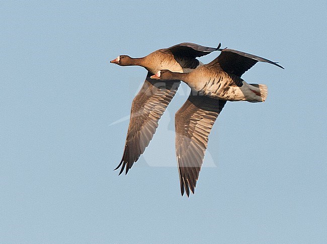 Overwinterende groep Kolganzen; Wintering flock of White-fronted Geese (Anser albifrons) on Texel, Netherlands. stock-image by Agami/Marc Guyt,