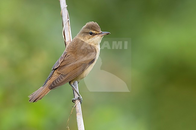 Great Reed Warbler, Acrocephalus arundinaceus, in Italy. stock-image by Agami/Daniele Occhiato,