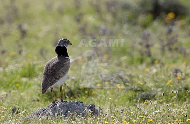 Baltsend mannetje Kleine Trap; Male Little Bustard displaying stock-image by Agami/Markus Varesvuo,