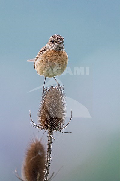 European Stonechat - Schwarzkehlchen - Saxicola torqatus ssp. rubicola, Czech Republic, adult female stock-image by Agami/Ralph Martin,