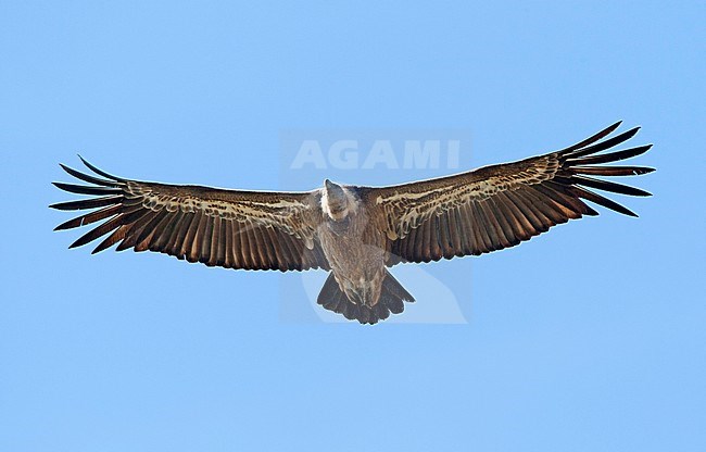 Vale Gierin vlucht, Griffon Vulture in flight stock-image by Agami/Roy de Haas,