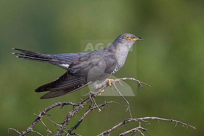 Koekoek; Common Cuckoo; Cuculus canorus stock-image by Agami/Daniele Occhiato,