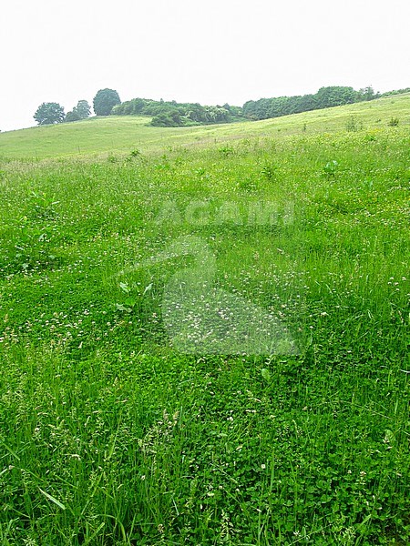 Nature reserve for butterflies “Bemelerberg” in Limburg, Netherlands. Vertical image. Spring grass covered slope. stock-image by Agami/Marc Guyt,