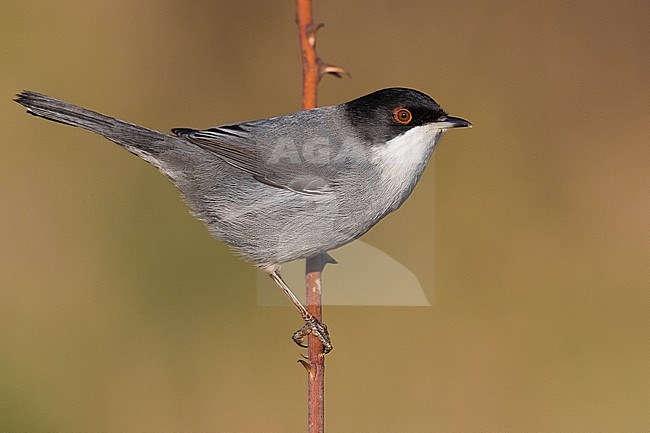 Sardinian Warbler (Sylvia melanocephala) male wintering in Italy stock-image by Agami/Daniele Occhiato,