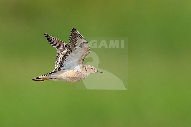 Adult breeding 
Galveston Co., TX
May 2023 stock-image by Agami/Brian E Small,