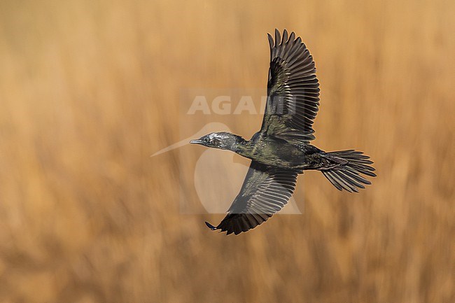 Pygmy Cormorant, Microcarbo pygmeus, in Italy. stock-image by Agami/Daniele Occhiato,