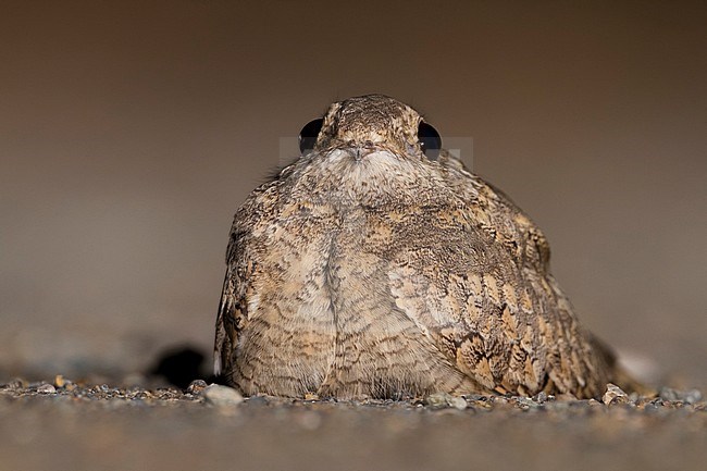 Egyptian Nightjar - Pharaonenziegenmelker - Caprimulgus aegyptius ssp. aegyptius, Oman stock-image by Agami/Ralph Martin,