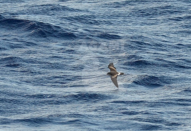 Cape Verde Storm Petrel (Hydrobates jabejabe) off Cape Verde islands. Most probably this species. stock-image by Agami/Laurens Steijn,