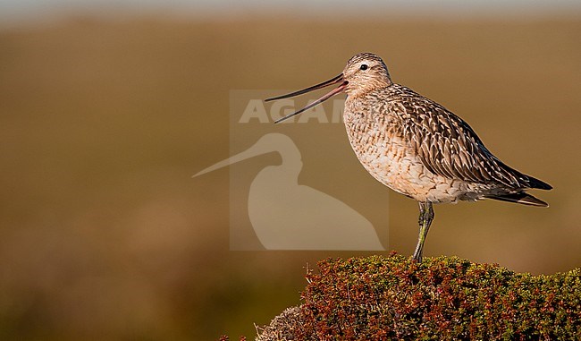 Adult Bar-tailed Godwit (Limosa lapponica) calling from heap in arctic tundra of Norway. Banded individual. stock-image by Agami/Ian Davies,