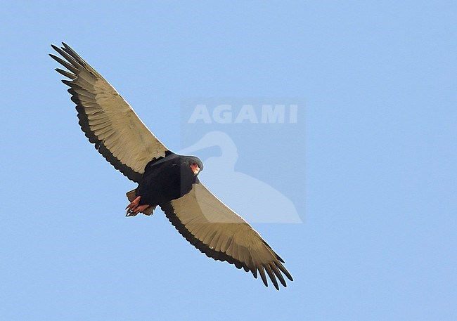 Bateleur (Terathopius ecaudatus), adult bird in flight stock-image by Agami/Kari Eischer,
