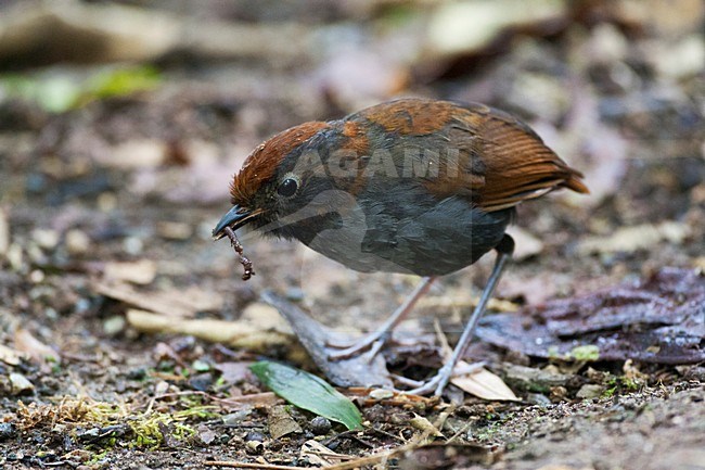 Tweekleurige Mierpitta, Bicolored Antpitta, Grallaria rufocinerea stock-image by Agami/Marc Guyt,