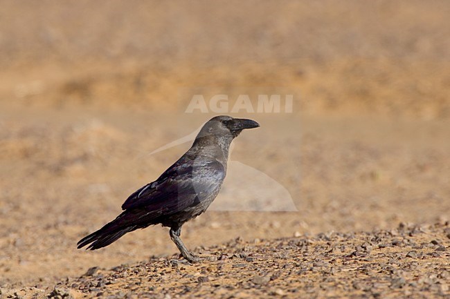 Bruinnekraaf op paal, Brown-necked Raven on pole stock-image by Agami/Daniele Occhiato,