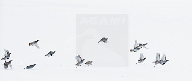 Patrijs in de sneeuw, Grey Partridge in the snow stock-image by Agami/Markus Varesvuo,