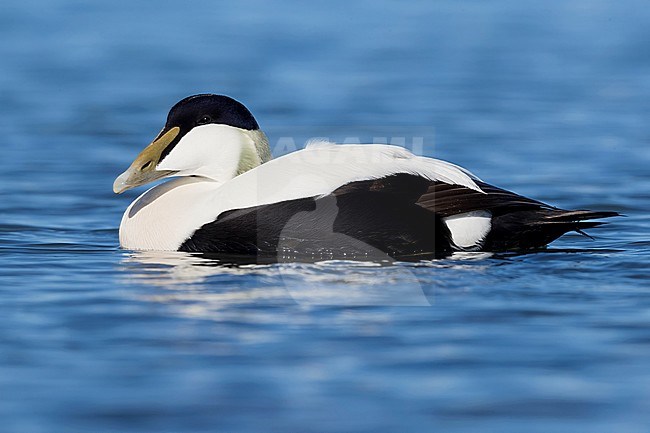 Common Eider (Somateria mollissima), adult male swimming stock-image by Agami/Saverio Gatto,