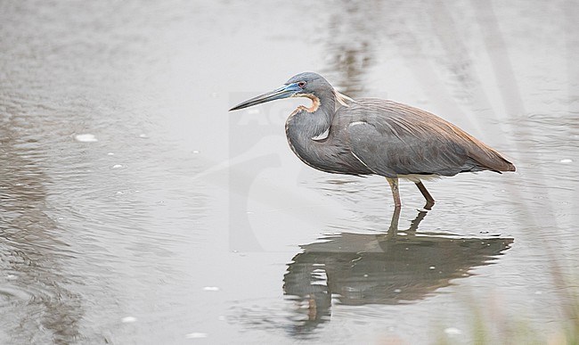 Adult Tricolored Heron, Egretta tricolor, in North America. stock-image by Agami/Ian Davies,