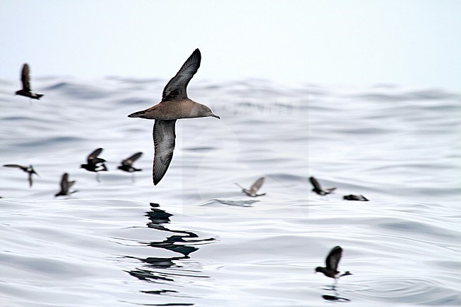 Grauwe Pijlstormvogel vliegend boven de Pacifische oceaan; Sooty Shearwater (Puffinus griseus) flying above Pacific ocean stock-image by Agami/Pete Morris,