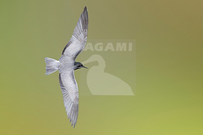 Black Tern (Chlidonias niger), adult in flight seen from the above, Campania, Italy stock-image by Agami/Saverio Gatto,