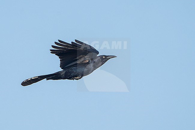 Adult male
Imperial Co., CA
April 2022 stock-image by Agami/Brian E Small,