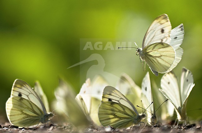 Mineralen likkende Klein geaderd witjes, Mud-puddling Green-veined Whites stock-image by Agami/Rob de Jong,