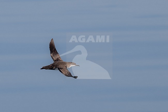 Yelkouan shearwater (Puffinus yelkouan) flying, with the sea as background, in Southern France. stock-image by Agami/Sylvain Reyt,