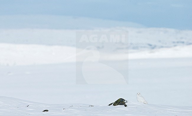 Snowy Owl (Nyctea scandiaca) Utsjoki Finland April 2013 stock-image by Agami/Markus Varesvuo,