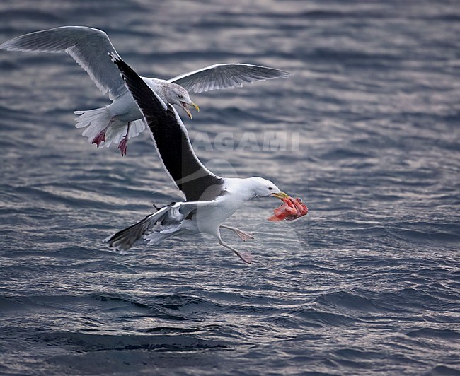 Grote Mantelmeeuw in vlucht; Greater Black-backed Gull in flight stock-image by Agami/Markus Varesvuo,