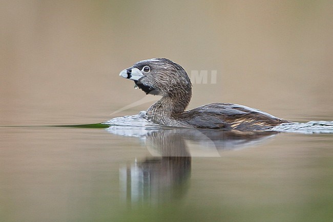 Pied-billed Grebe (Podiceps grisegena) in a pond in British Columbia, Canada. stock-image by Agami/Glenn Bartley,