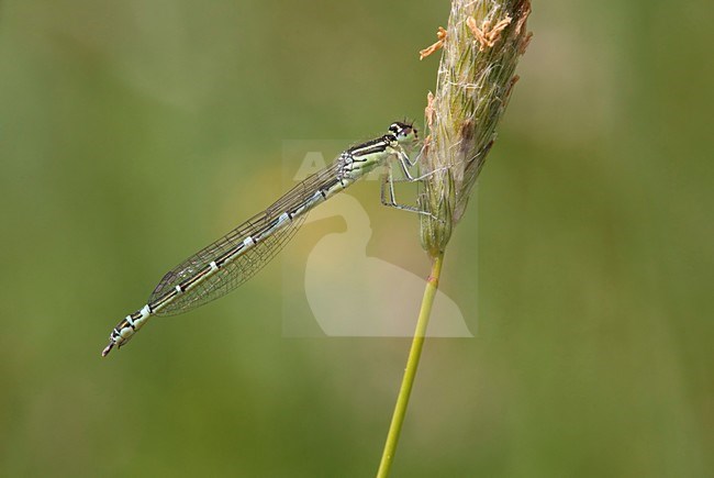 Imago Gaffelwaterjuffer; Adult Dainty Bluet; Adult Dainty Damselfly stock-image by Agami/Fazal Sardar,