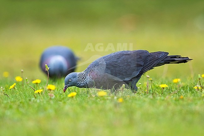 Trocaz Pigeon (Columba trocaz) foraging in the gras stock-image by Agami/Daniele Occhiato,