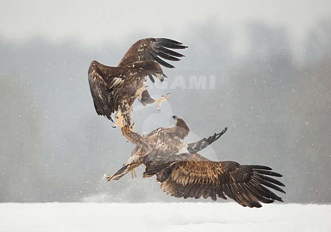 Zeearenden vechtend in de sneeuw, White-tailed Eagles fighting in the snow stock-image by Agami/Danny Green,