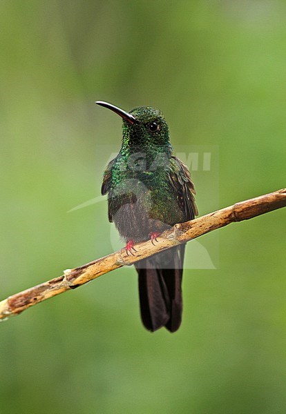 Bronsstaartpluimkolibrie, Bronze-tailed Plumeleteer stock-image by Agami/Greg & Yvonne Dean,