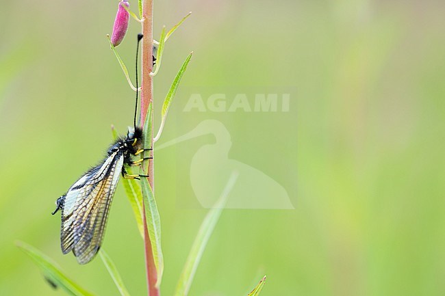 Libelloides sibiricus, Russia (Baikal), imago stock-image by Agami/Ralph Martin,