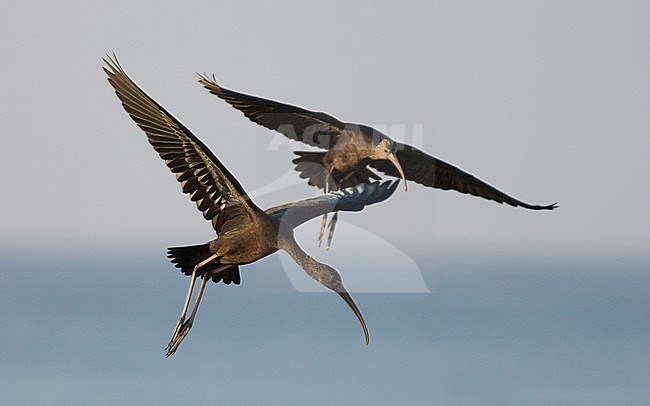 Glossy Ibis (Plegadis falcinellus) landing. Oman stock-image by Agami/Markku Rantala,