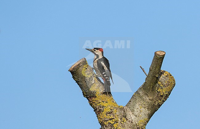 Syrian Woodpecker - Blutspecht - Dendrocopus syriacus, Germany, adult male stock-image by Agami/Ralph Martin,