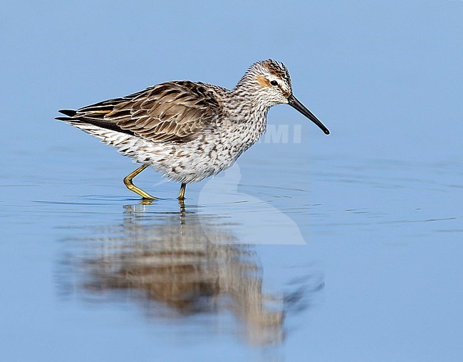 Adult in transition to breeding
Galveston Co., TX
April 2014 stock-image by Agami/Brian E Small,