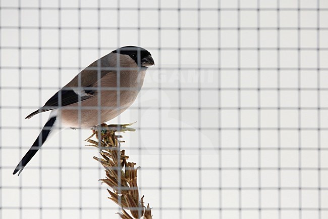 goudvink in een kooi; Bullfinch in a cage stock-image by Agami/Chris van Rijswijk,