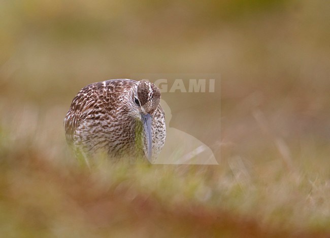 Whimbrel foraging, Regenwulp foeragerend stock-image by Agami/Markus Varesvuo,