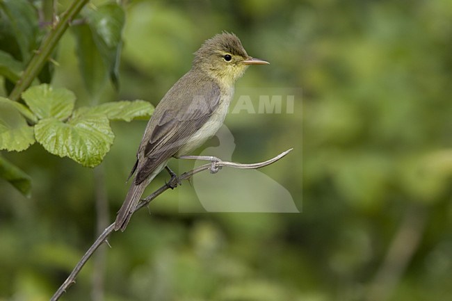 Melodious Warbler perched on a branch; Orpheusspotvogel zittend op een tak stock-image by Agami/Daniele Occhiato,