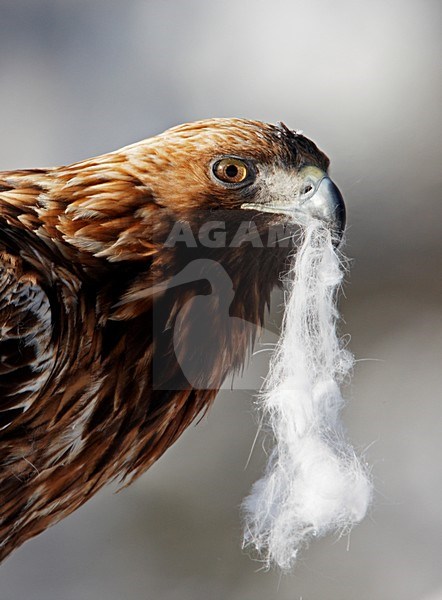 Steenarend met haar in snavel; Golden Eagle with hair in bill stock-image by Agami/Markus Varesvuo,