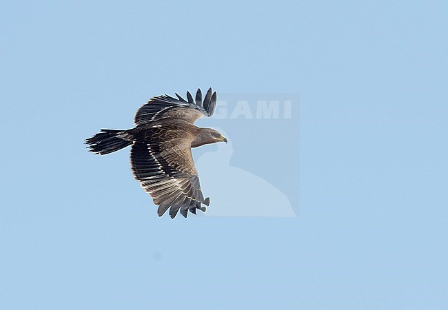 Side view of a first-winter Lesser Spotted Eagle (Clanga pomarina) in flight, seen from above, during autumn migration in Israel. stock-image by Agami/Markku Rantala,