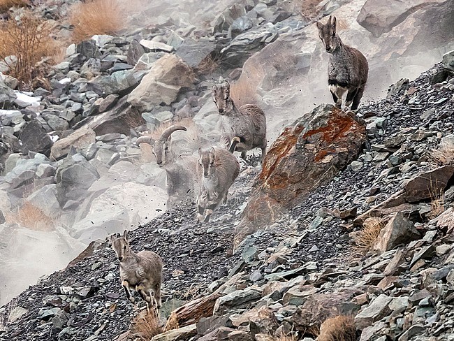 Himalayan Blue Sheep hert hunted by Snow Leopard in Rumbak valley, Ladakh, India. March 3, 2017. stock-image by Agami/Vincent Legrand,