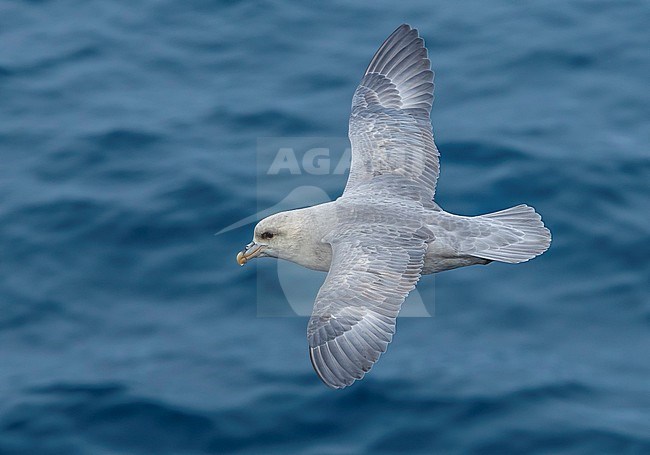 This bird was taken in the Hausgarden, Greenland Sea from the famous german ship - Polarstern. Powered by POLe & AWI. stock-image by Agami/Vincent Legrand,