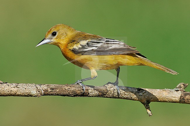 Adult female
Galveston Co., TX
May 2005 stock-image by Agami/Brian E Small,