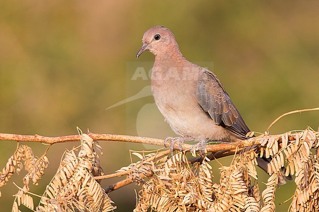 Laughing Dove (Streptopelia senegalensis), juvenile perched on a branch, Dhofar, Oman stock-image by Agami/Saverio Gatto,