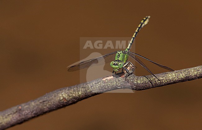 Imago Gaffellibel; Adult Green Snaketail; Adult Green Clubtail stock-image by Agami/Fazal Sardar,