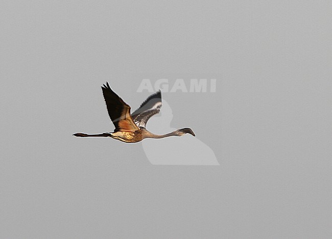 Onvolwassen Kleine Flamingo in vlucht; Immature Lesser Flamingo (Phoeniconaias minor) in flight stock-image by Agami/James Eaton,