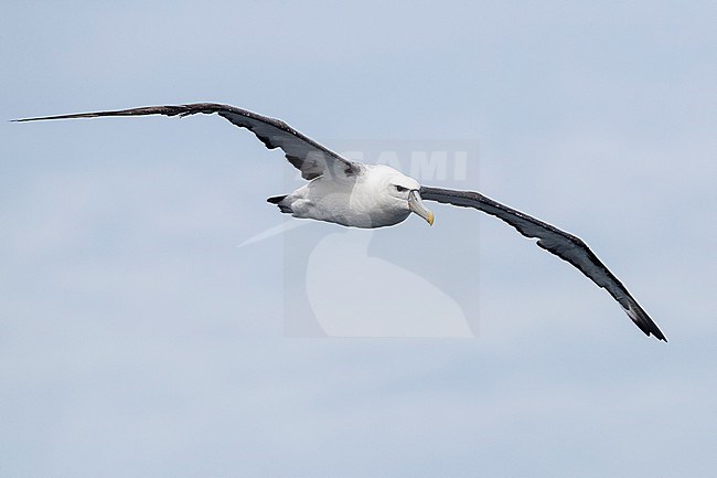 Shy Albatross (Thalassarche cauta), front view of an immature in flight, Western Cape, South Africa stock-image by Agami/Saverio Gatto,