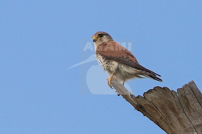 Malagasy Kestrel (Falco newtoni) an endemic species of raptor from Madagascar stock-image by Agami/Dubi Shapiro,