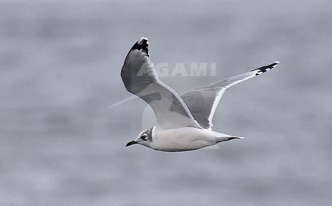 Wintering Franklin's Gull (Leucophaeus pipixcan) at the pacific coast of Chile. Adult in winter plumage seen from the side. Looking back. stock-image by Agami/Dani Lopez-Velasco,