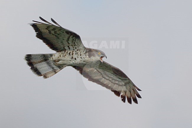 Wespendief in vlucht; European Honey Buzzard in flight stock-image by Agami/Daniele Occhiato,